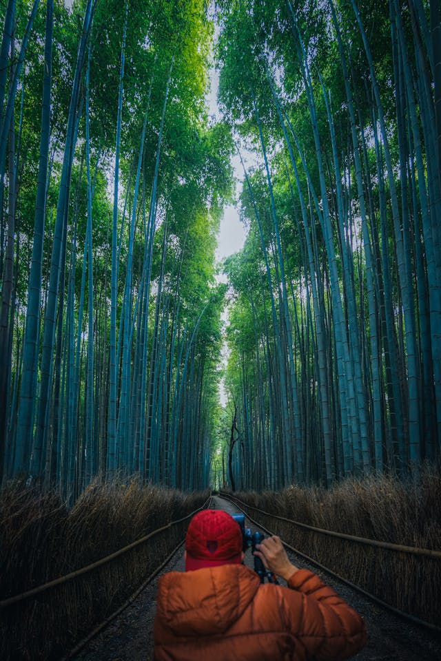 Arashiyama Bamboo Grove