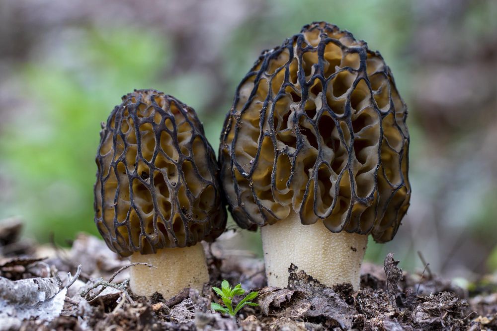 Morel Mushrooms